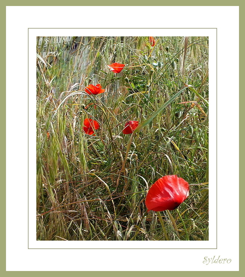 Comme un p'tit coquelicot