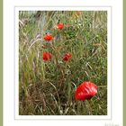 Comme un p'tit coquelicot