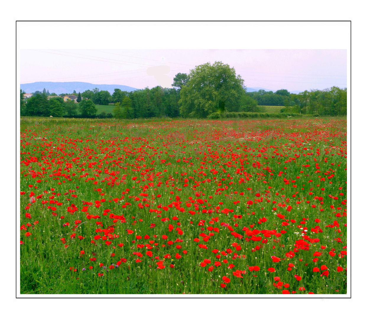 Comme un p'tit coquelicot