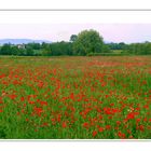 Comme un p'tit coquelicot