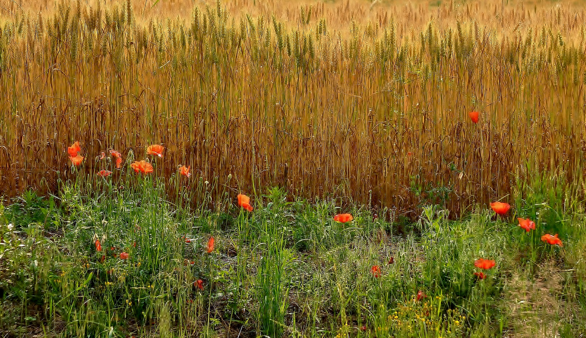 Comme un p'tit coquelicot.........