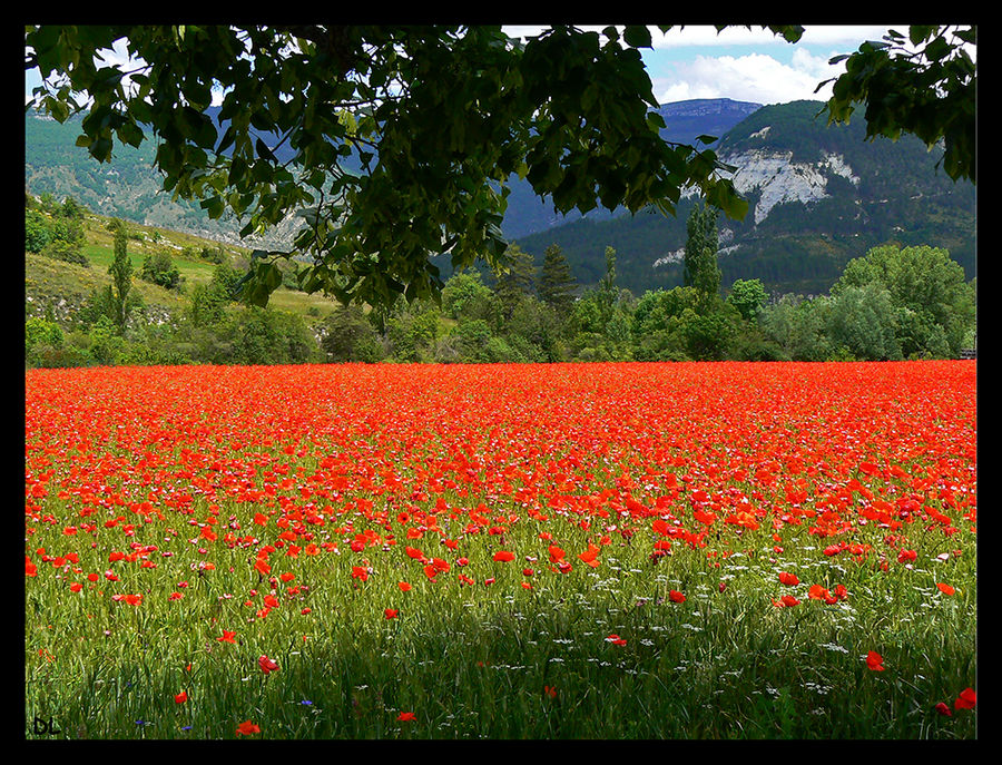 "Comme un p'tit coquelicot, mon âme, un tout p'tit coquelicot"