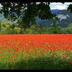 "Comme un p'tit coquelicot, mon âme, un tout p'tit coquelicot"