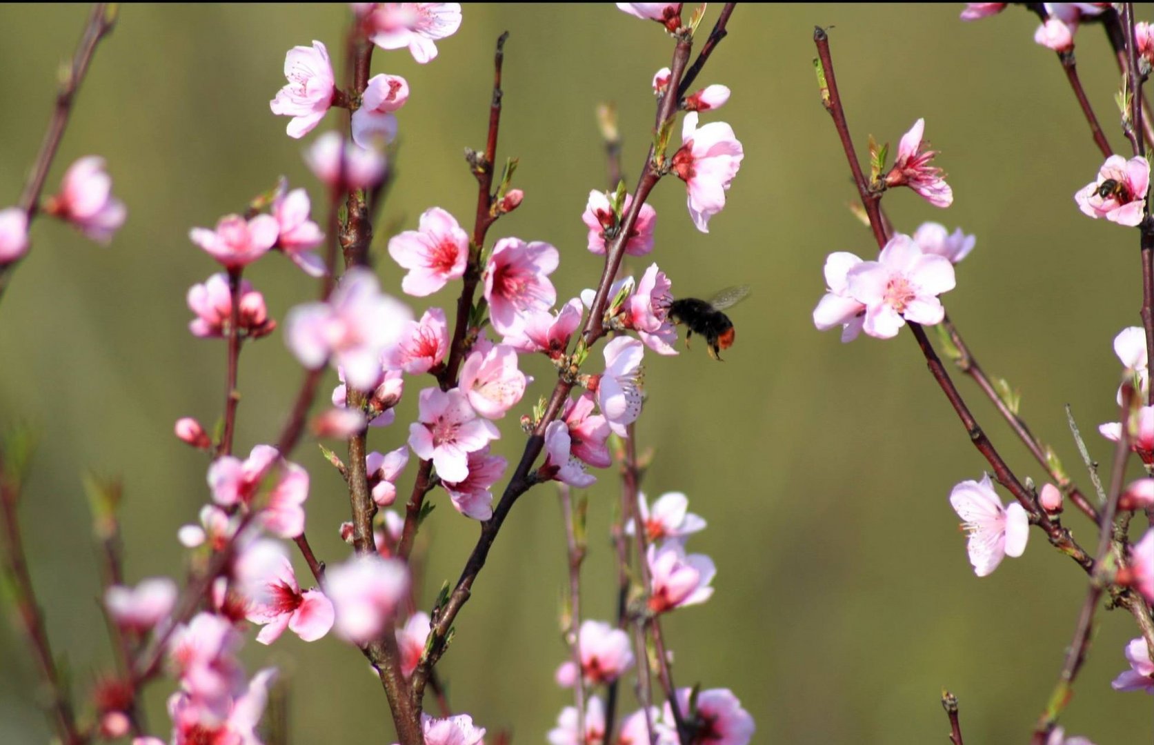 comme une abeille