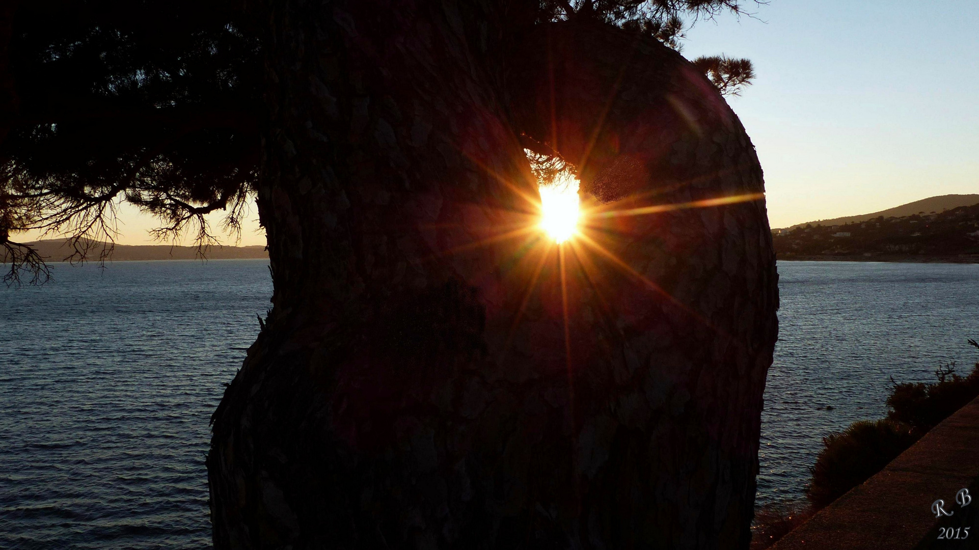 COMME UNE ETOILE DANS L'ARBRE !