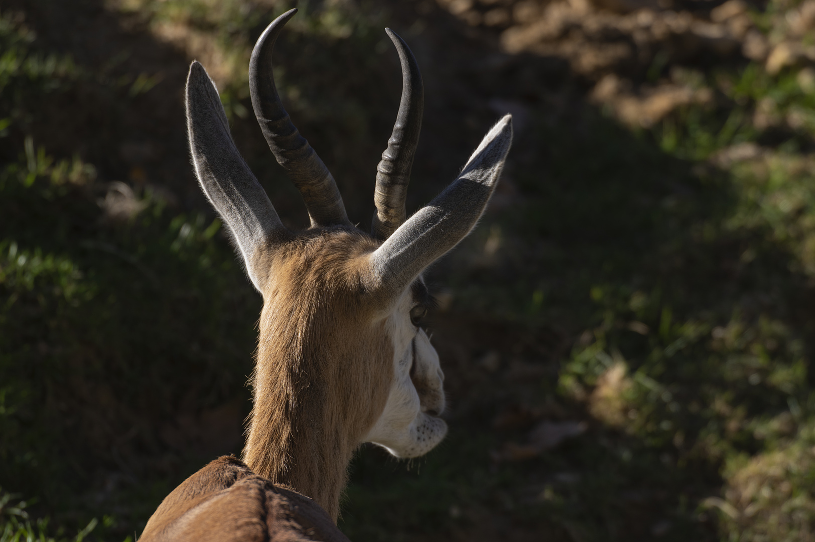 Comme une lyre sur la tête (Eudorcas thomsonii, gazelle de Thomson)