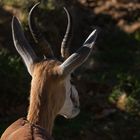 Comme une lyre sur la tête (Eudorcas thomsonii, gazelle de Thomson)