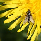 COMME UNE MOUCHE SUR UN PISSENLIT