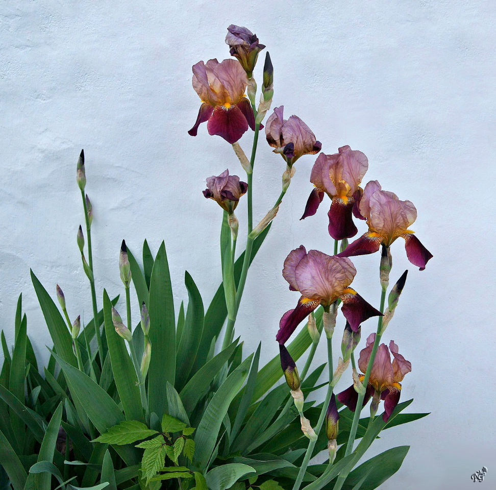 Comme une poésie murale.... les iris