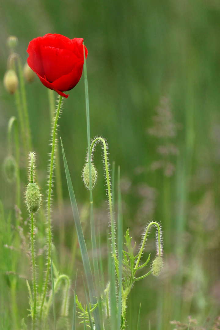 comme une rose