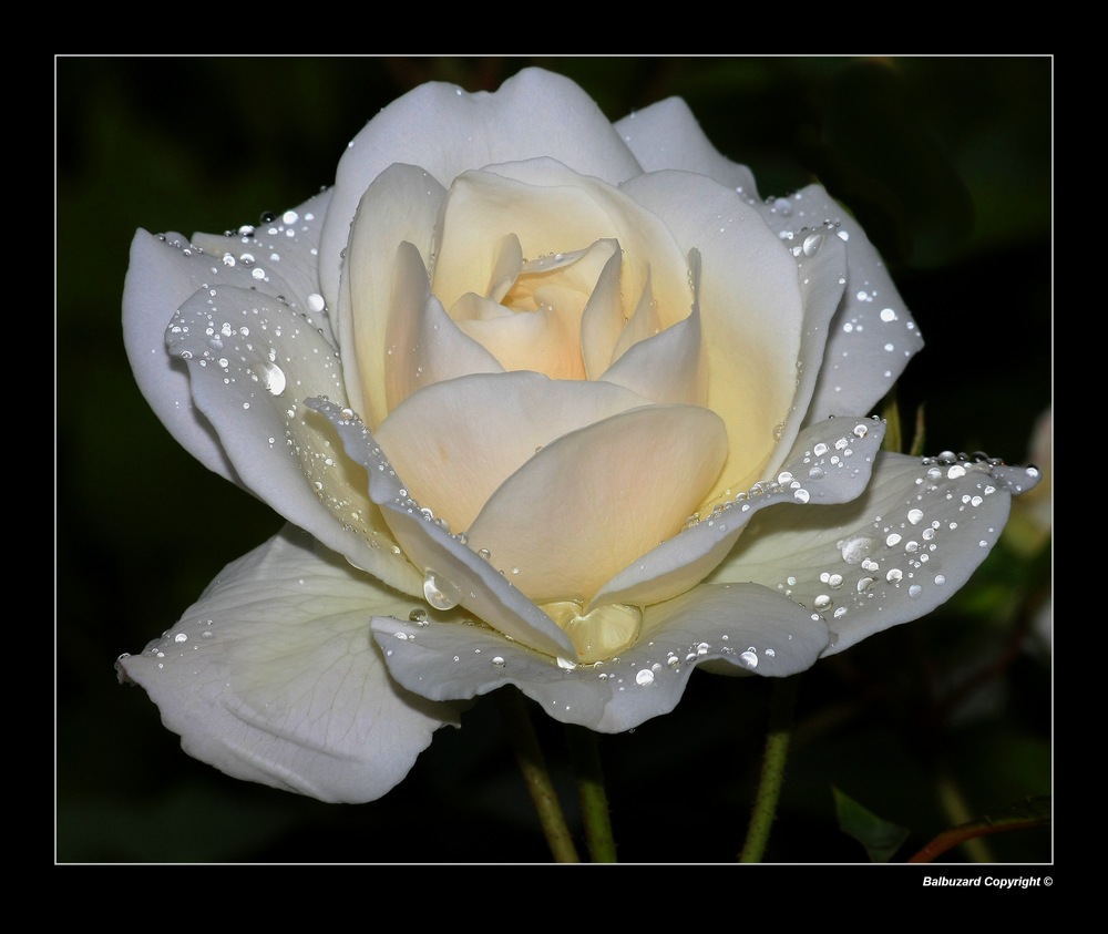 " Comme une rose de diamants ce matin dans mon jardin "