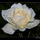 " Comme une rose de diamants ce matin dans mon jardin "