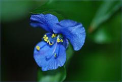 Commelina coelestis