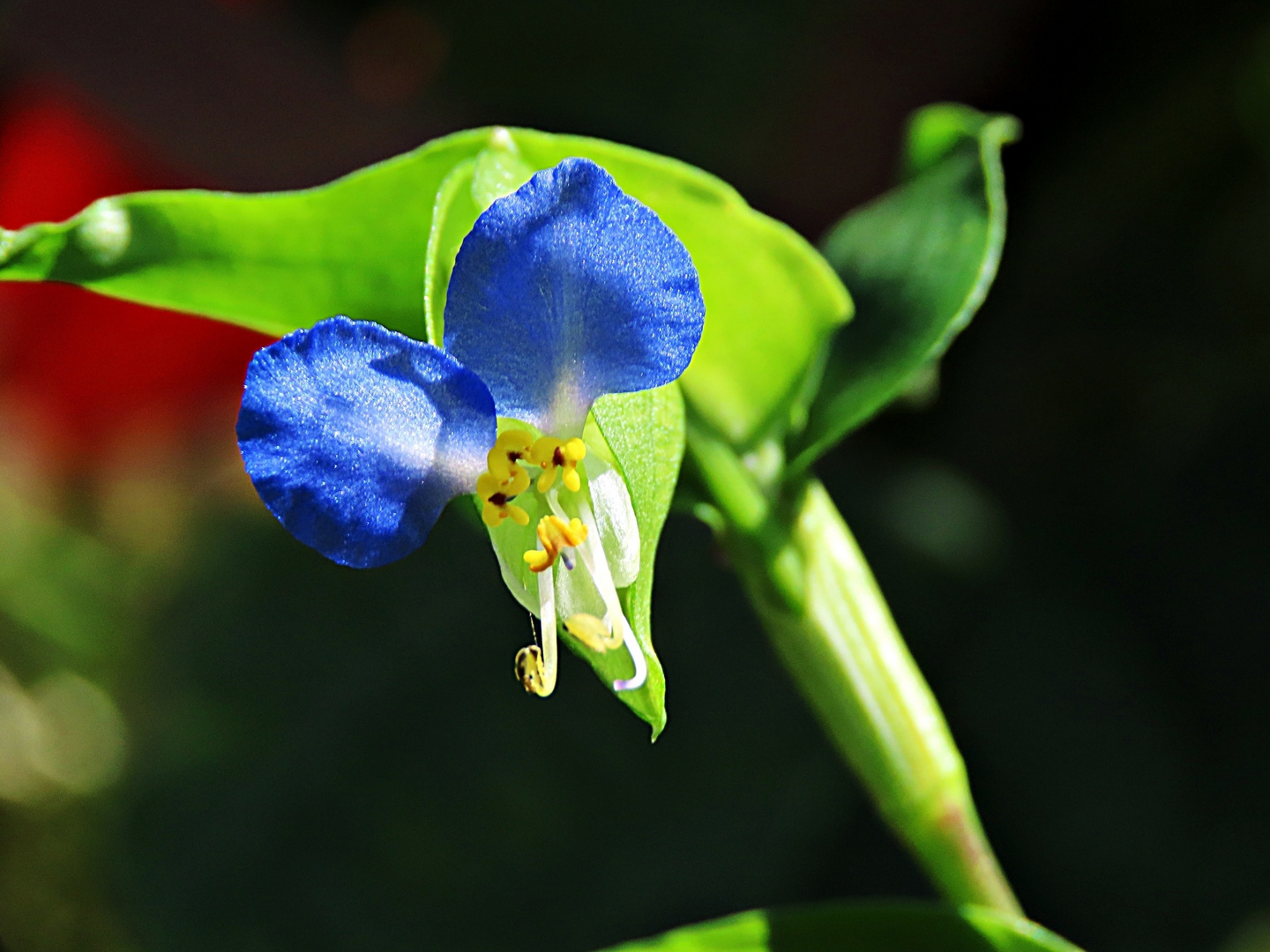 Commelina communis L./ Gewöhnliche Commelina - Thementag