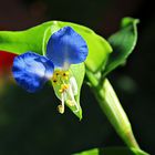 Commelina communis L./ Gewöhnliche Commelina - Thementag