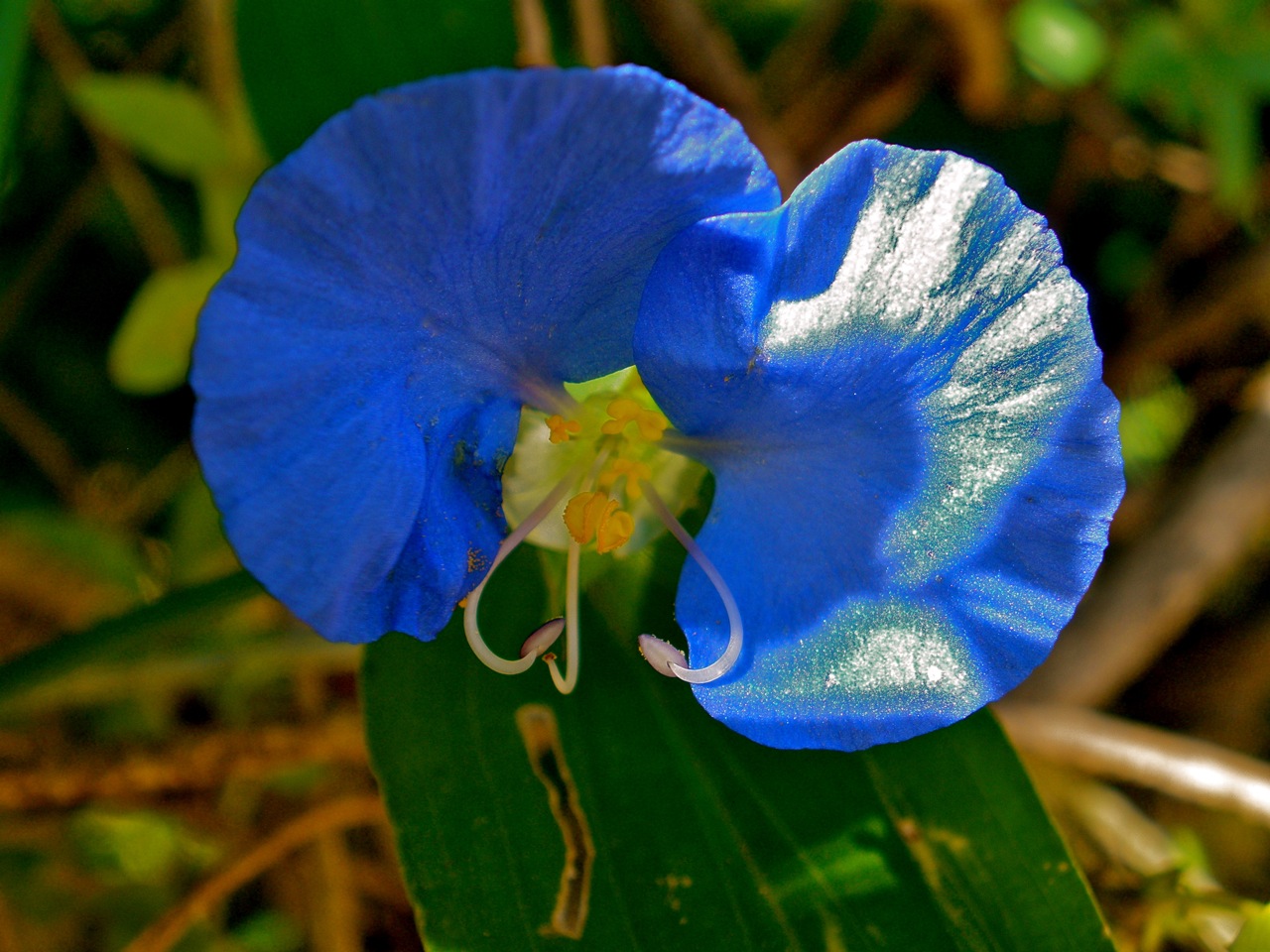 Commelina erecta