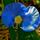 Commelina erecta