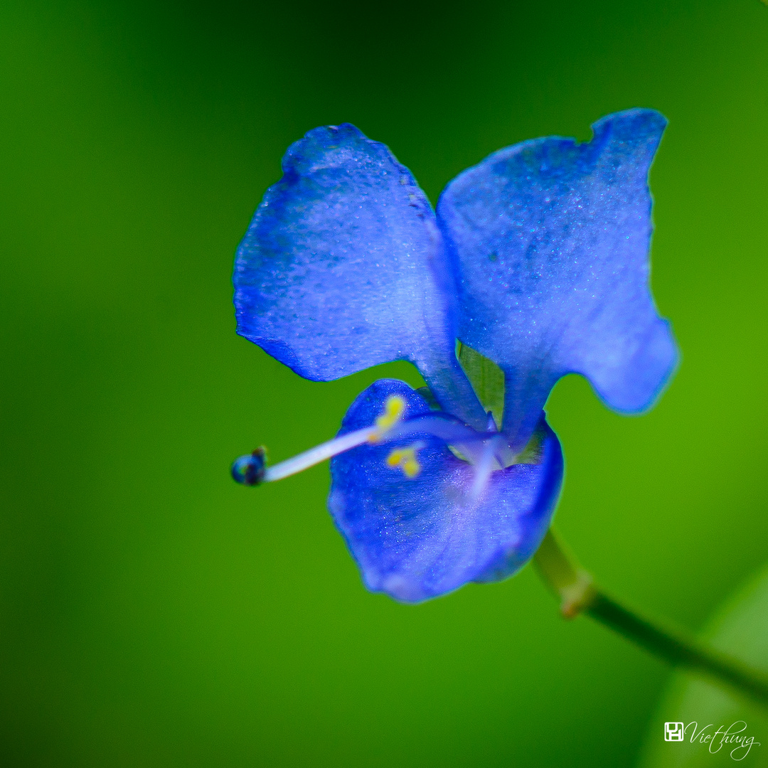 Commelina longifolia