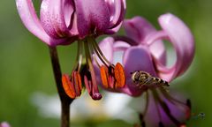 Comment faire une photo de fleur sauvage sans bestiole ?