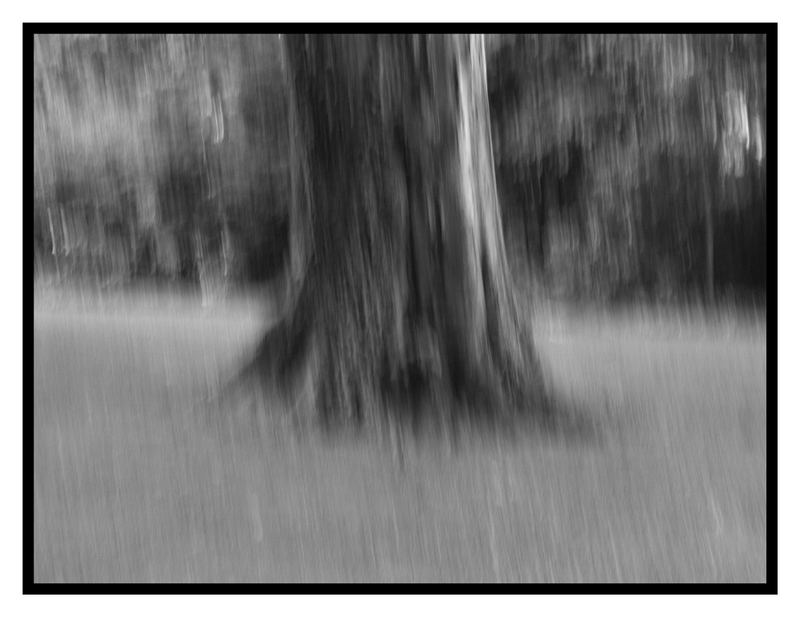 Comment mesurer la hauteur d’un arbre ? (en sautant plus haut)