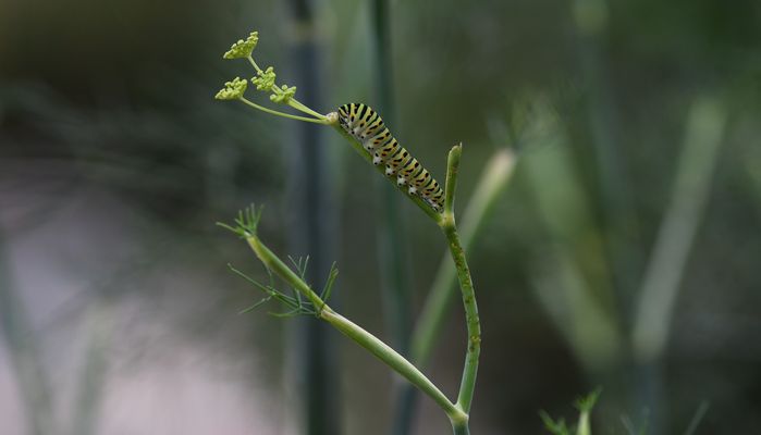 comment t'appelles tu ?
