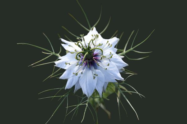 Comment t'appelles tu ?