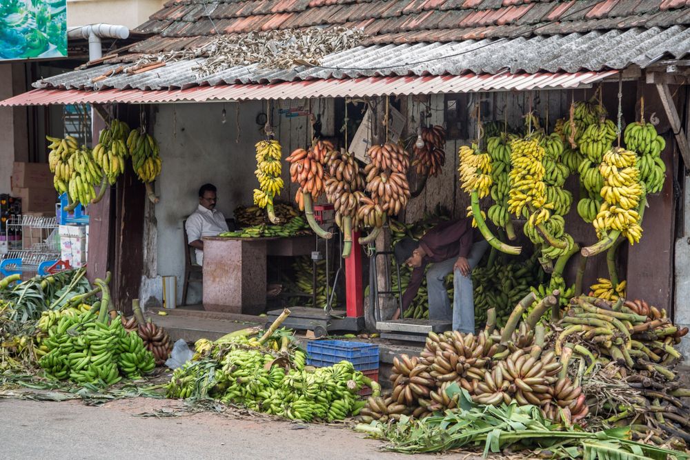 Commerce de toutes variétés de bananes