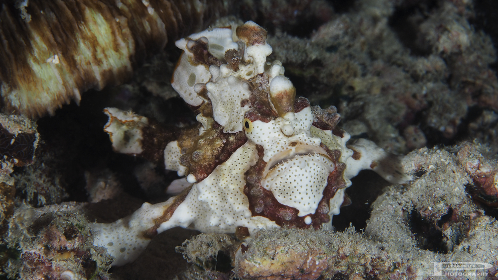 Commerson's frogfish