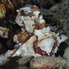 Commerson's frogfish