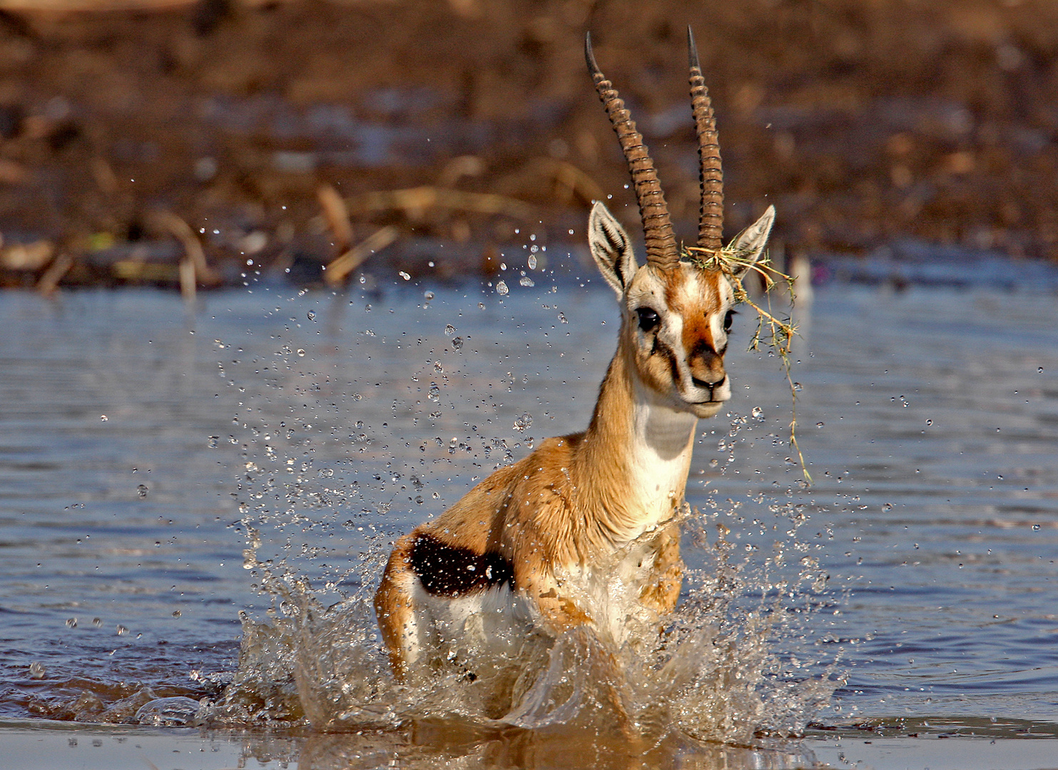 Comming out of the water