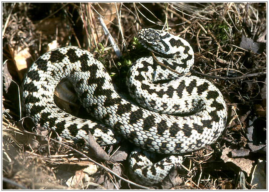 Common Adder, Male