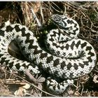 Common Adder, Male