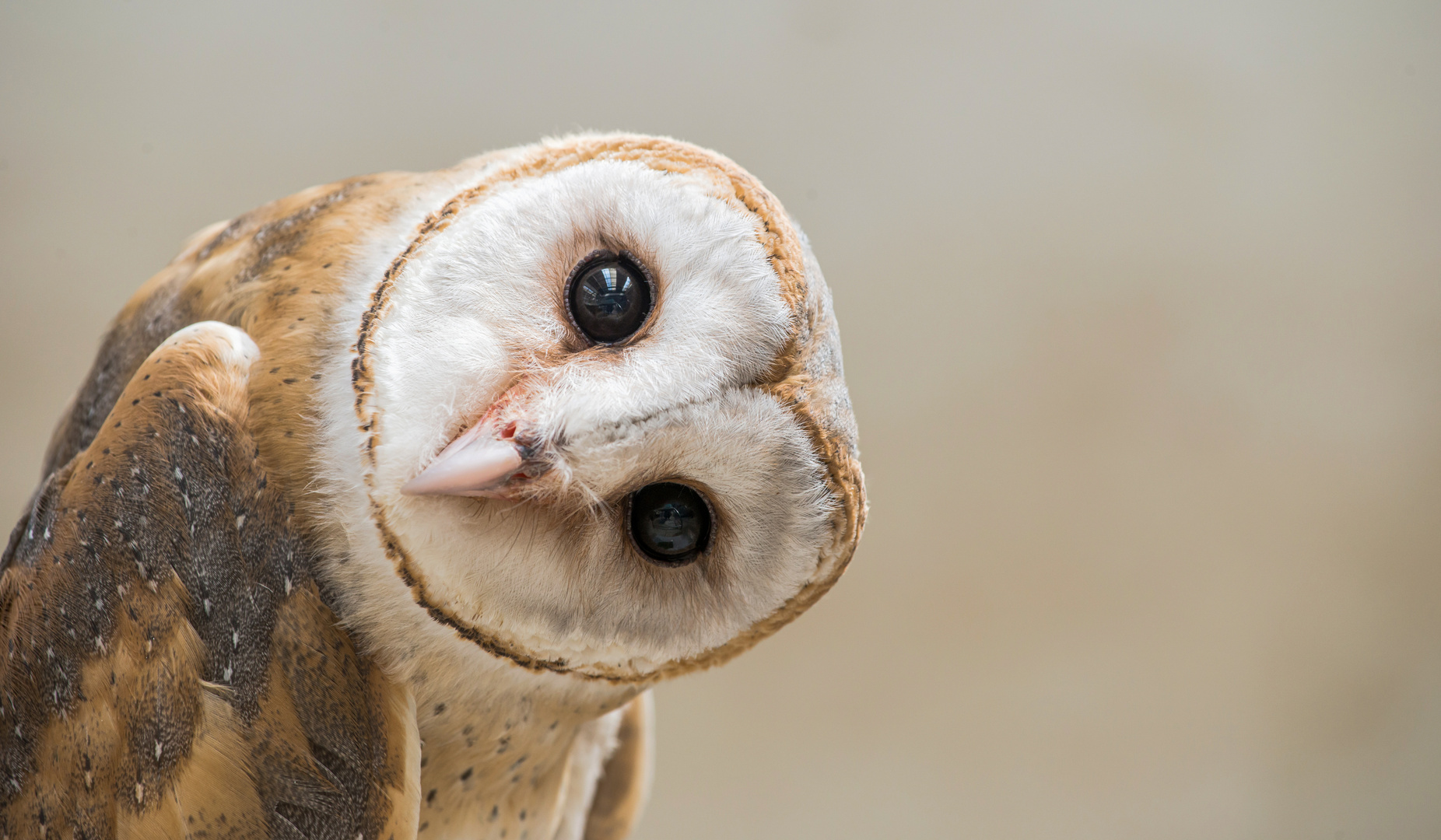 common barn owl ( Tyto albahead ) close up