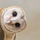 common barn owl ( Tyto albahead ) close up