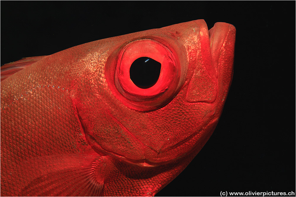 Common BigEye