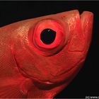 Common BigEye