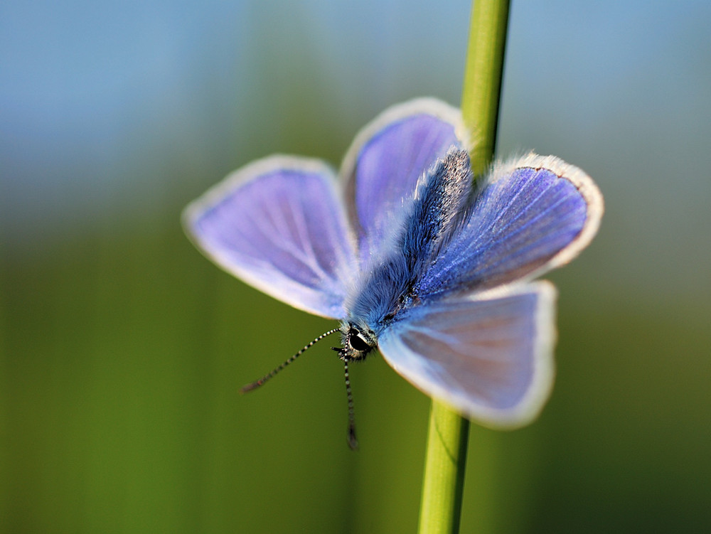 Common blue