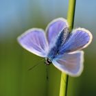 Common blue