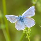 Common Blue?