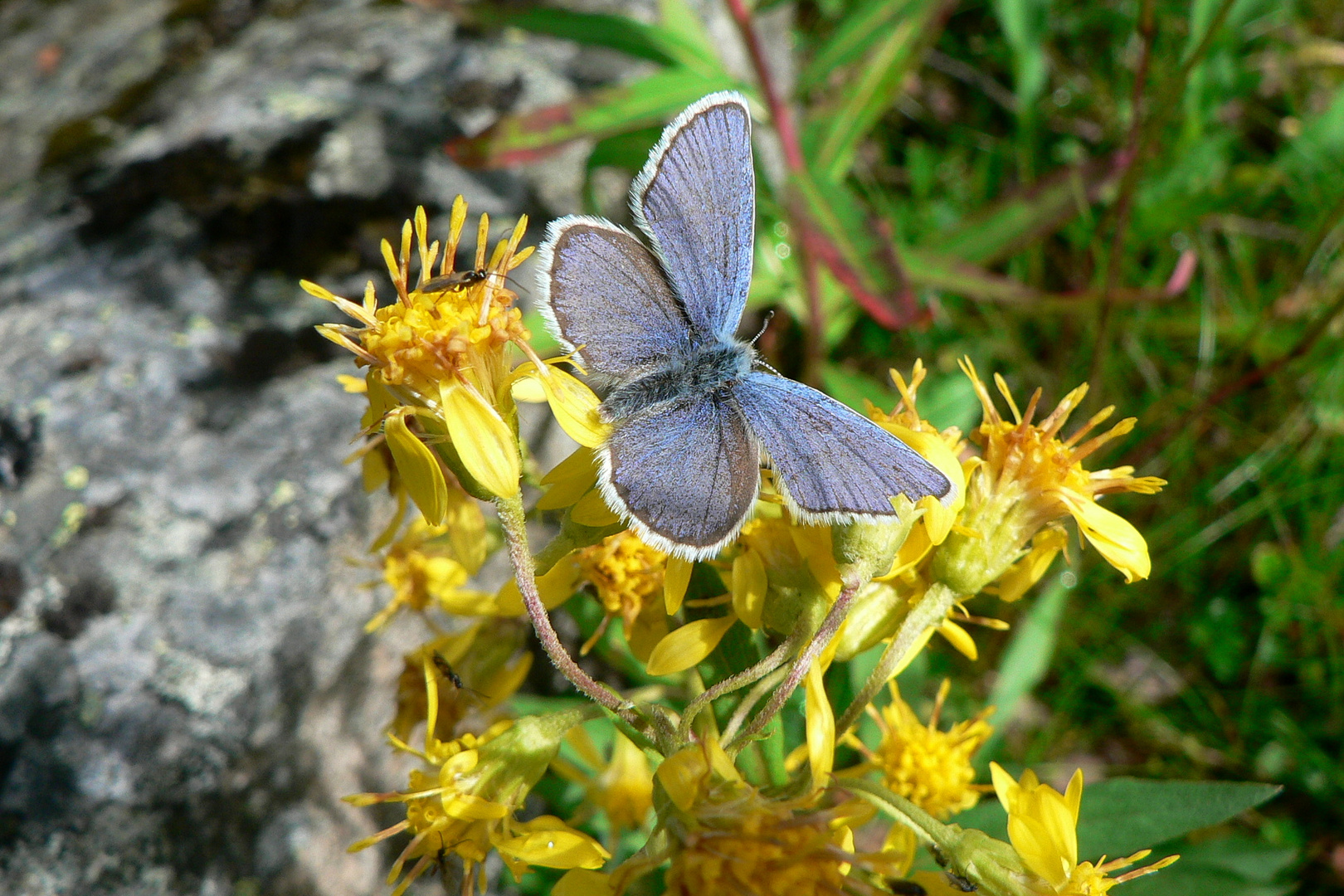 Common Blue