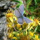 Common Blue