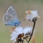 *common blue*