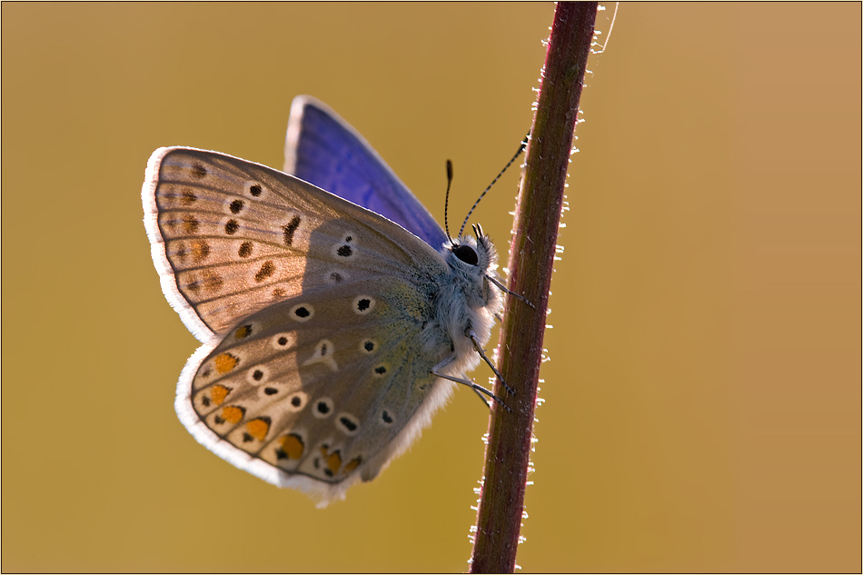 ~Common Blue~