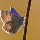 ~Common Blue~