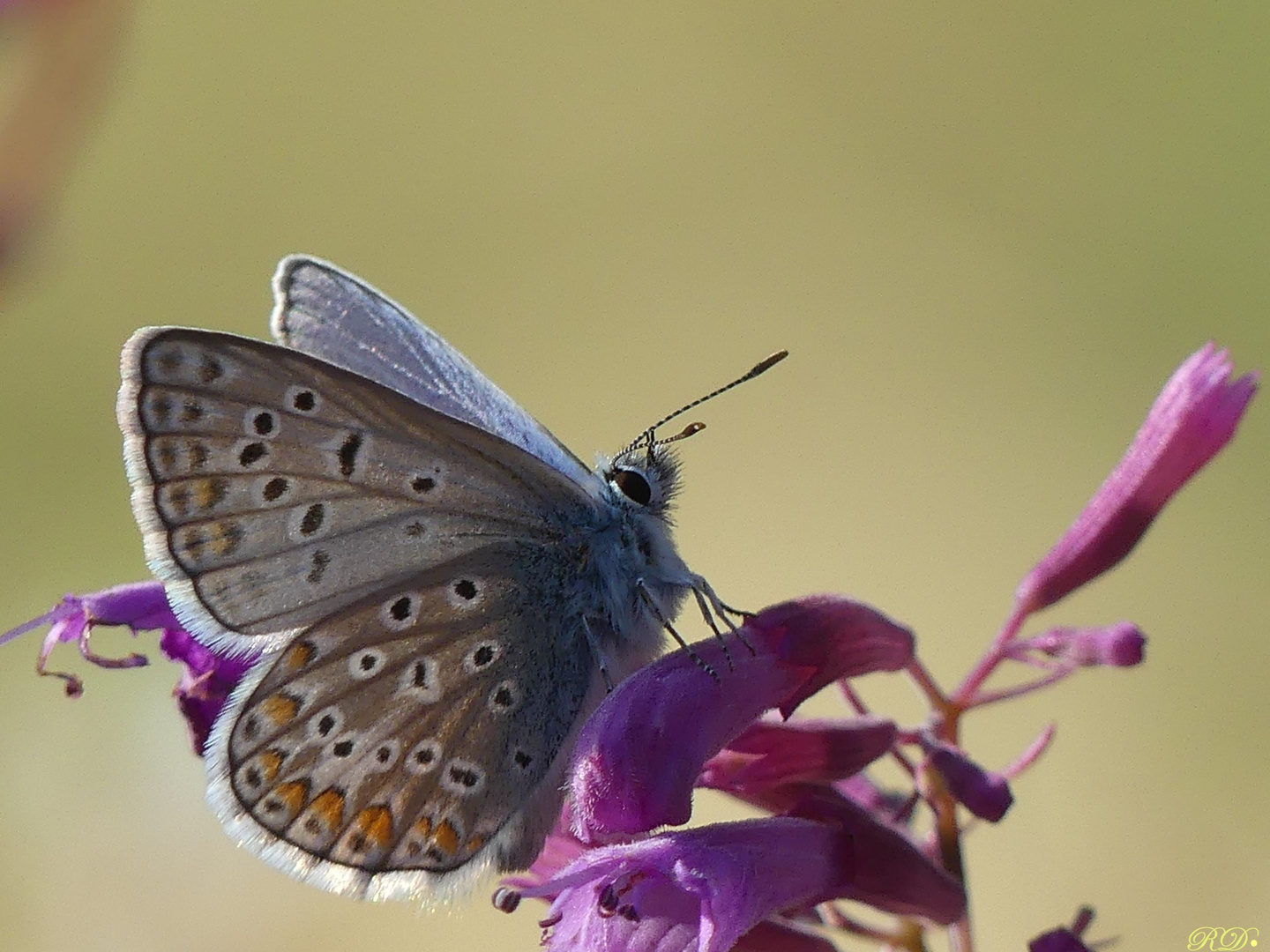 Common blue - Bläuling