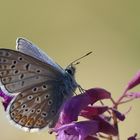 Common blue - Bläuling