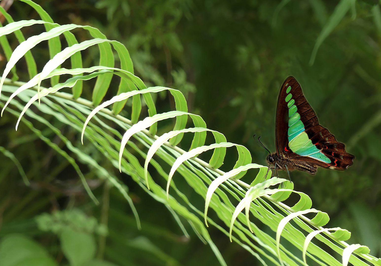 Common Blue Bottle