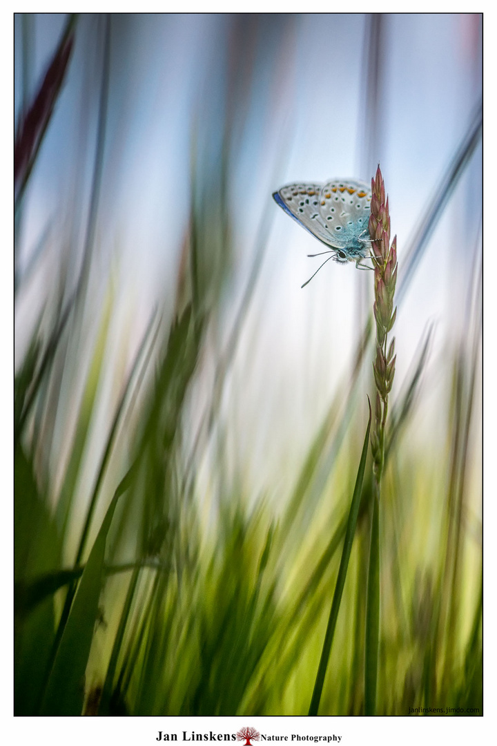 common blue butterfly 