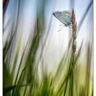 common blue butterfly 