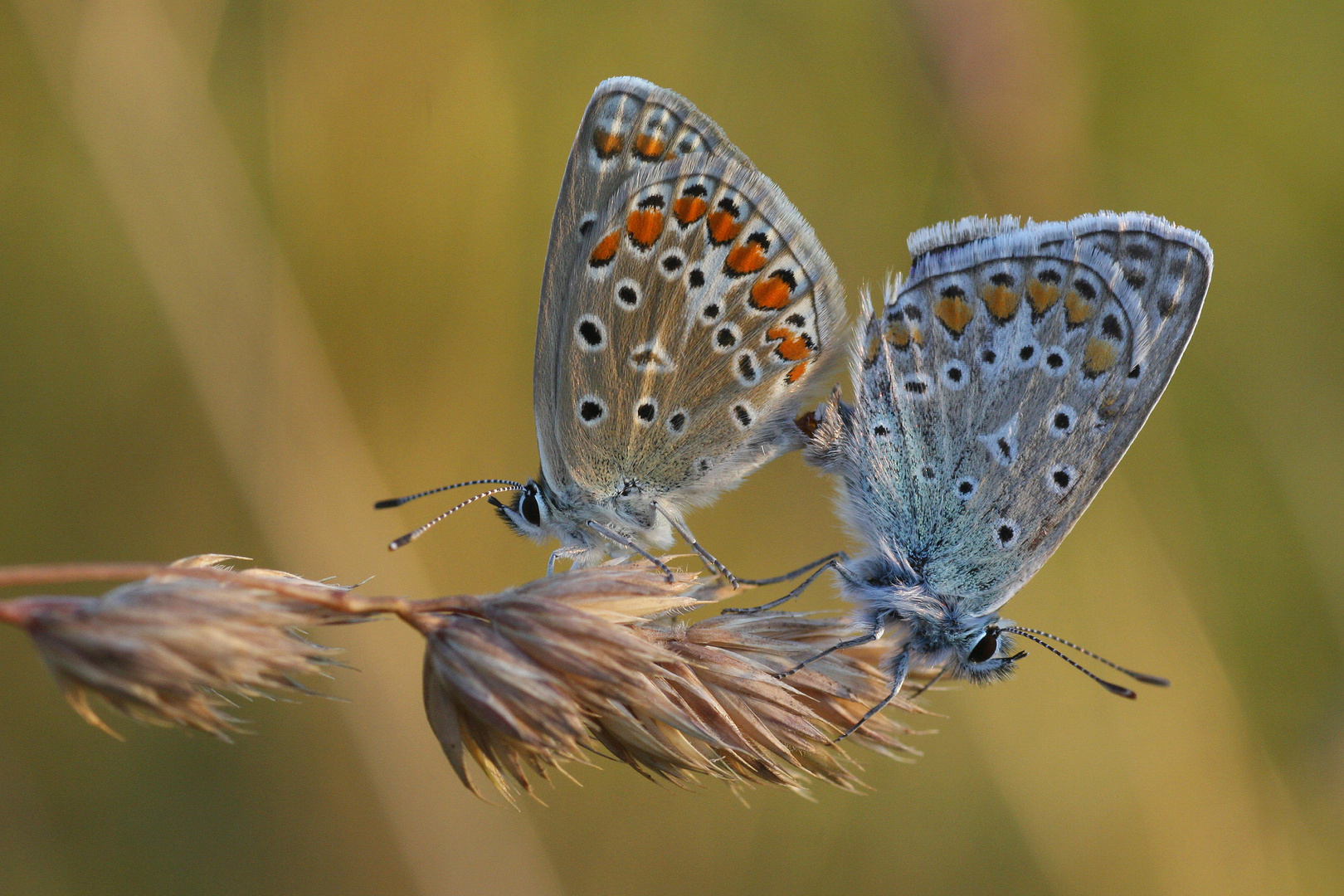 Common Blue oder Hauhechelbläuling (Polyommatus icarus)